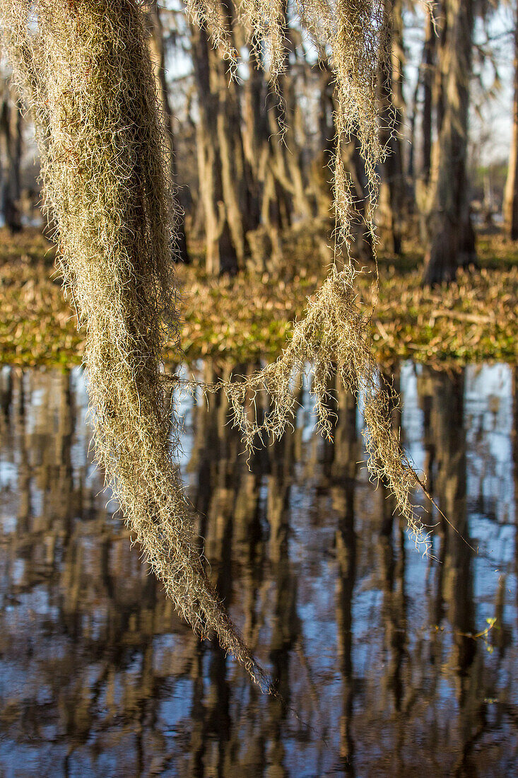 Spanish moss hangs from a bald cypress tree in the Atchafalaya Basin in Louisiana.