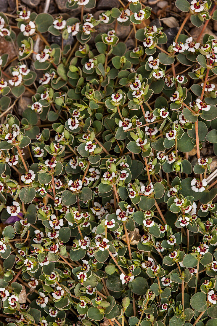 Weißmarginale Sandmatte, Euphorbia albomarginata, blüht im Frühjahr in der Mojave-Wüste im Death Valley National Park, Kalifornien