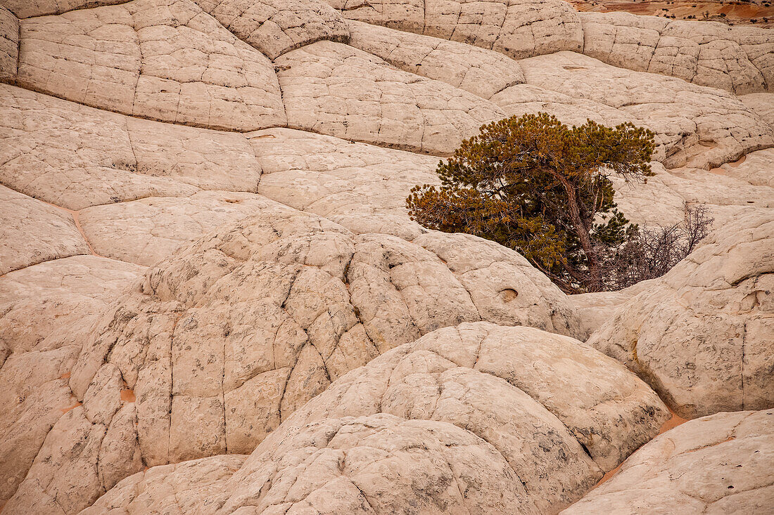 Ein Pinyon-Baum wächst in einer Tasche im Hirngestein. White Pocket Recreation Area, Vermilion Cliffs National Monument, Arizona