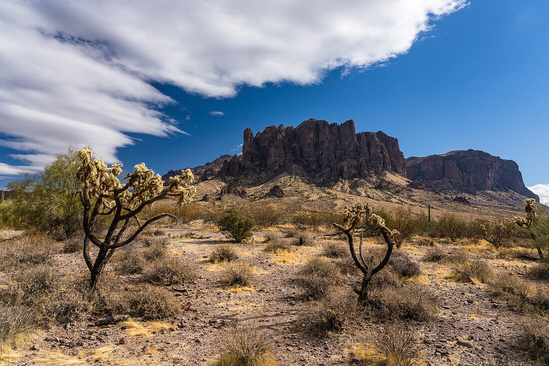 Chainfruit cholla und Superstition Mountain. Lost Dutchman State Park, Apache Junction, Arizona