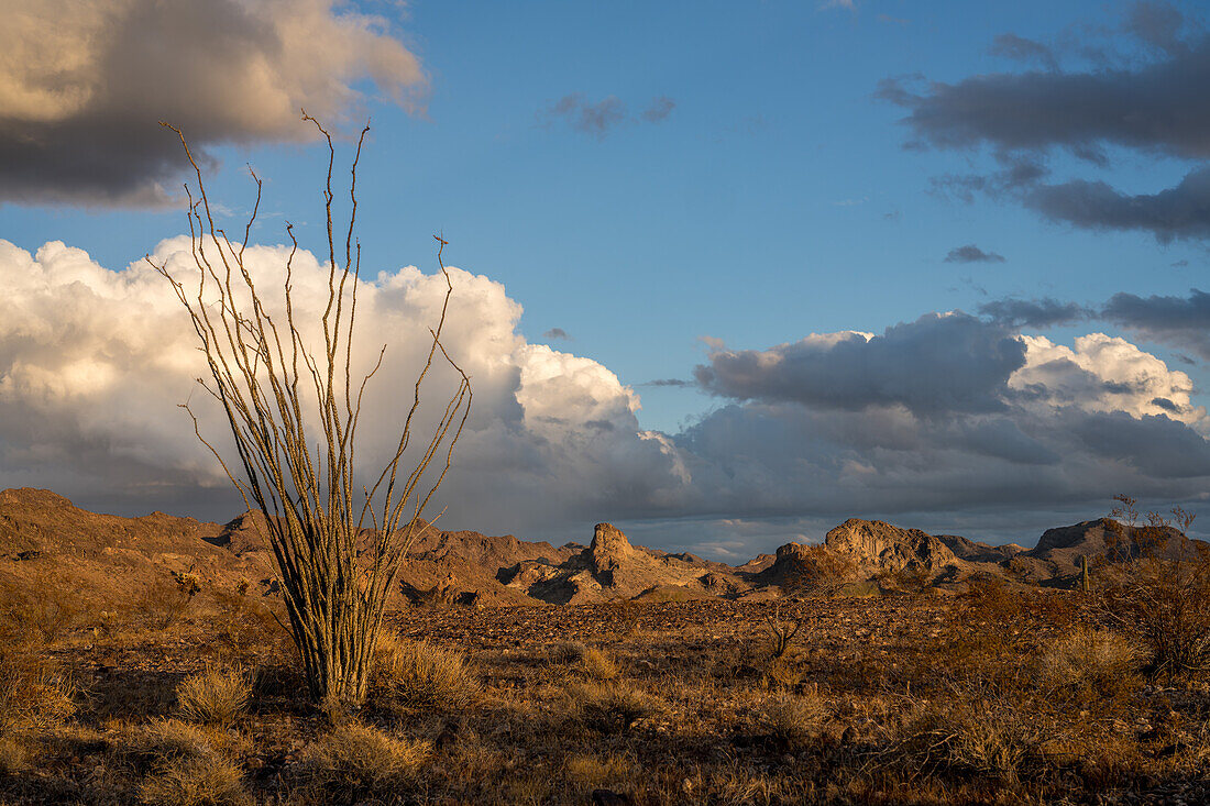 Ocotillo, Fouquieria splendens, with the Plomosa Mountains behind in the Sonoran Desert near Quartzsite, Arizona.