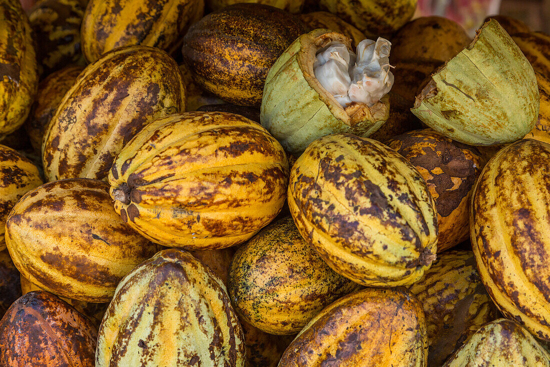 Bean pods of the cacao tree, Theobroma cacao, for sale in a market in Samana, Dominican Republic.