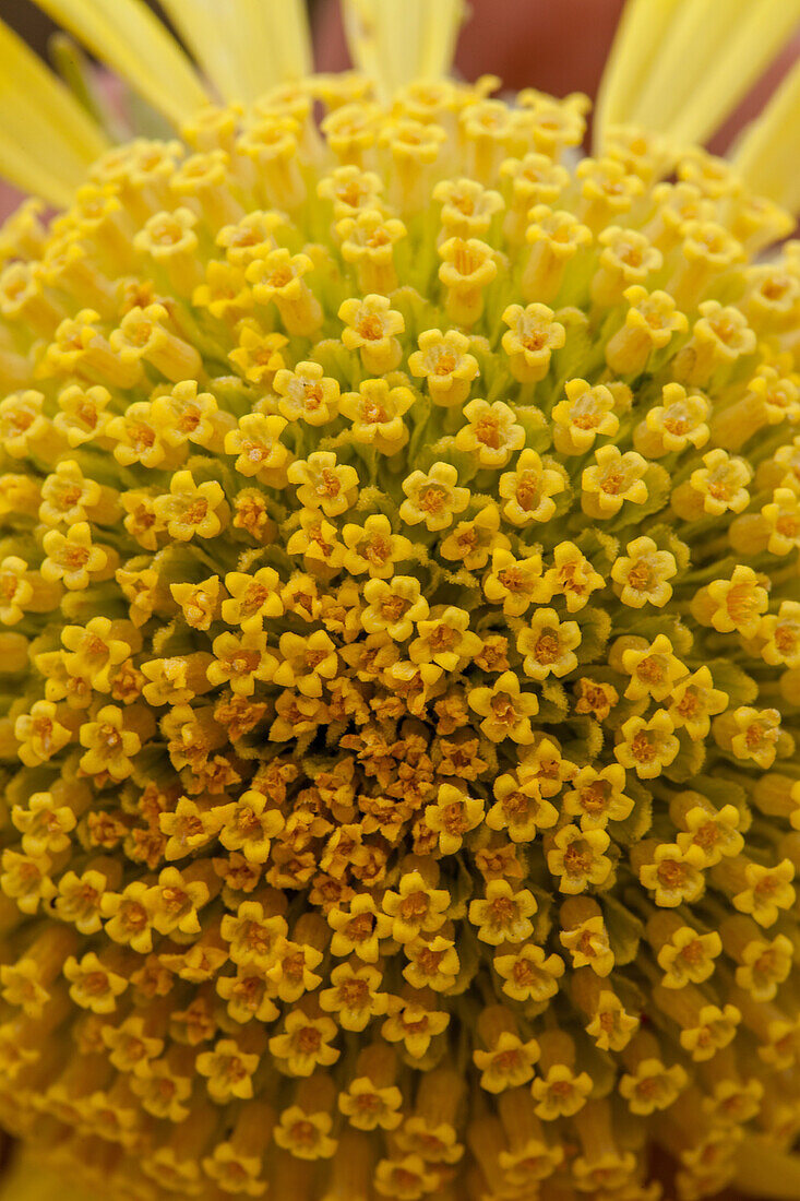 Disc florets of a Panamint Daisy, Enceliopsis covillei, in bloom in spring in DeathValley N.P., California. It is only found on the rocky slopes of the western Panamint Range sky island, west of Death Valley.