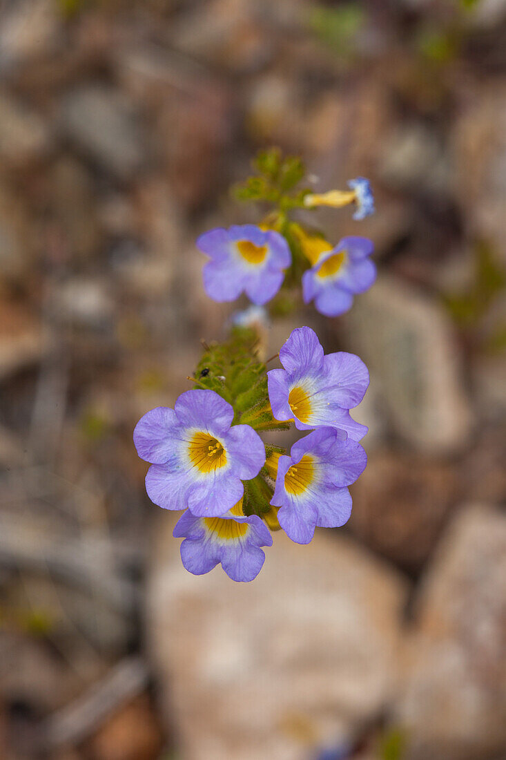 Fremont's Phacelia, Phacelia fremontii, blüht im Frühling in der Mojave-Wüste im Death Valley National Park, Kalifornien