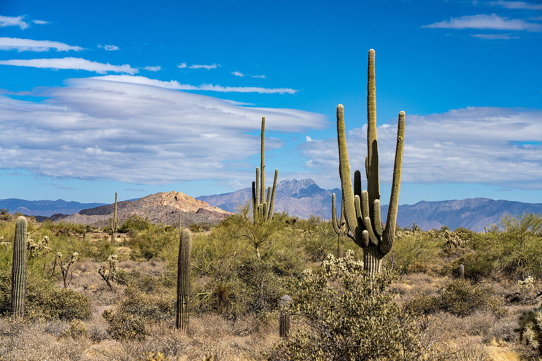 Four Peaks in den Mazatzal Mountains vom Lost Dutchman State Park bei Apache Junction, Arizona, aus gesehen