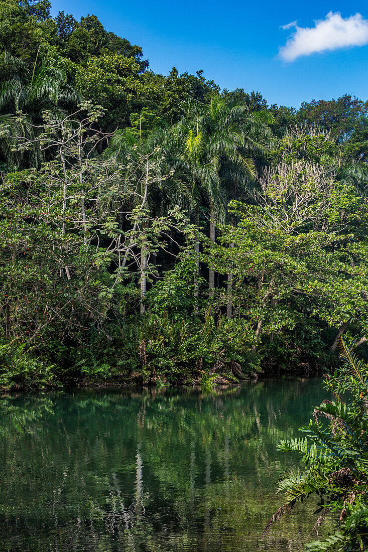 Small lake in the rain forest of the Dominican Republic.
