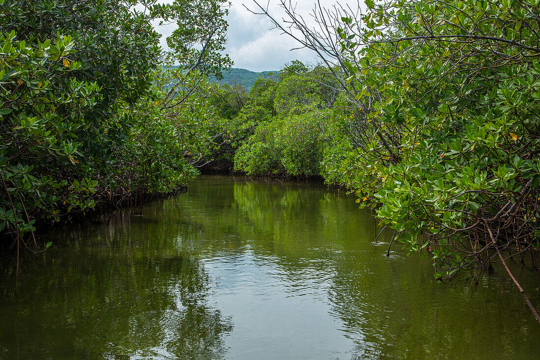 Red Mangrove forest, Rhizophora mangle, in swampy salt marshes in the Monte Cristi National Park, Dominican Republic.