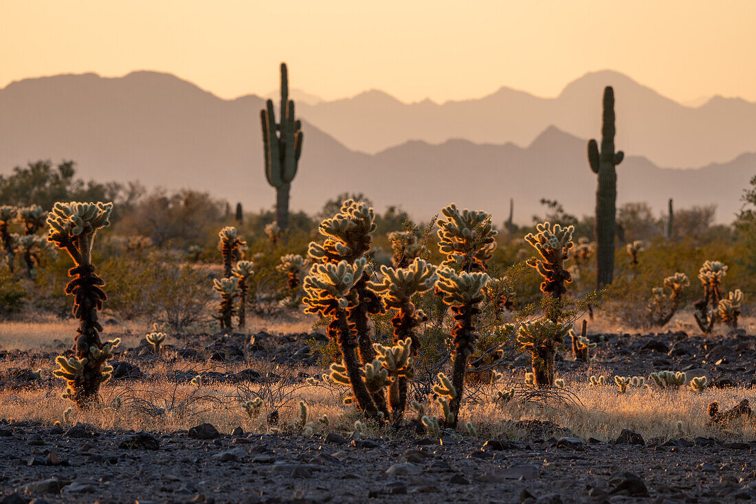 Teddy Bear Cholla, Cylindropuntia bigelovii, in der Sonoran-Wüste bei Quartzsite, Arizona