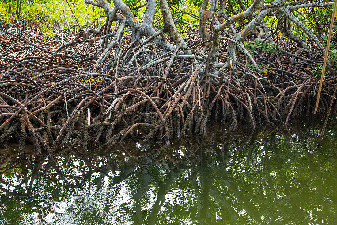 Stützwurzeln der Roten Mangrove, Rhizophora mangle, in einem sumpfigen Salzsumpf im Monte Cristi National Park, Dominikanische Republik