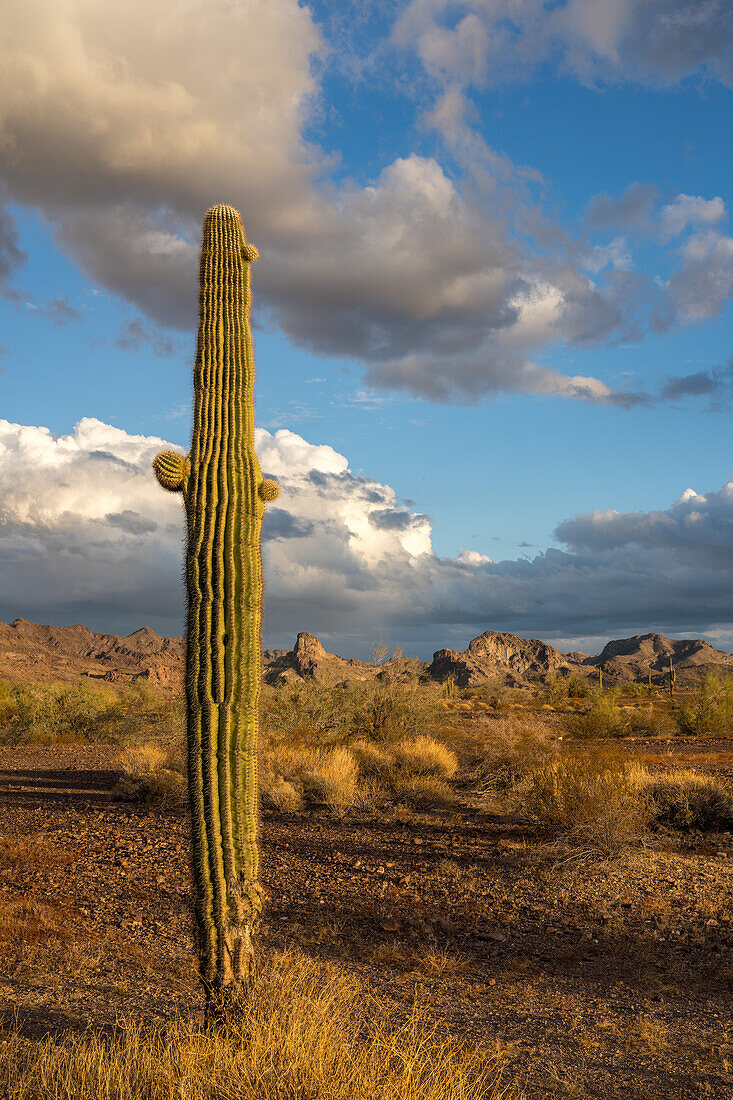 Ein Saguaro-Kaktus mit den Plomosa Mountains bei Sonnenuntergang in der Sonoran-Wüste bei Quartzsite, Arizona