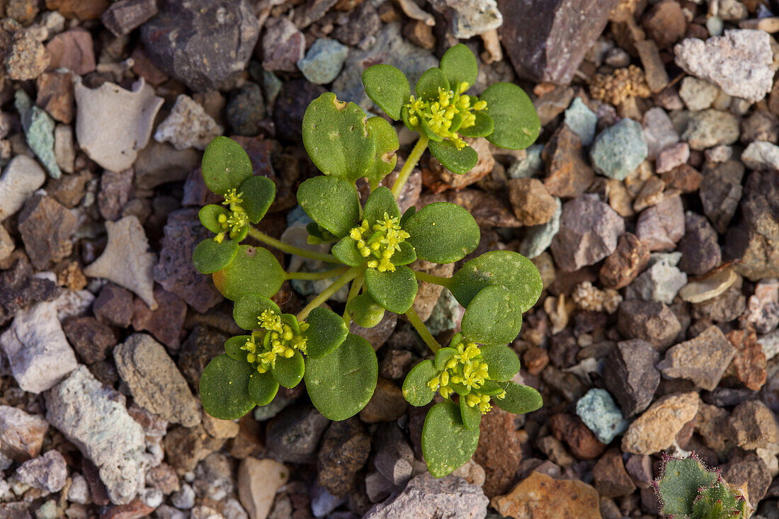 Goldencarpet, Gilmania luteola, a rare flower found only in the Furnace Creek area badlands of Death Valley National Park in California.