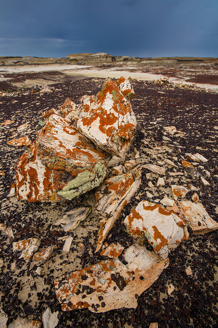 Lichen-covered petrified wood in the badlands of the San Juan Basin in New Mexico.