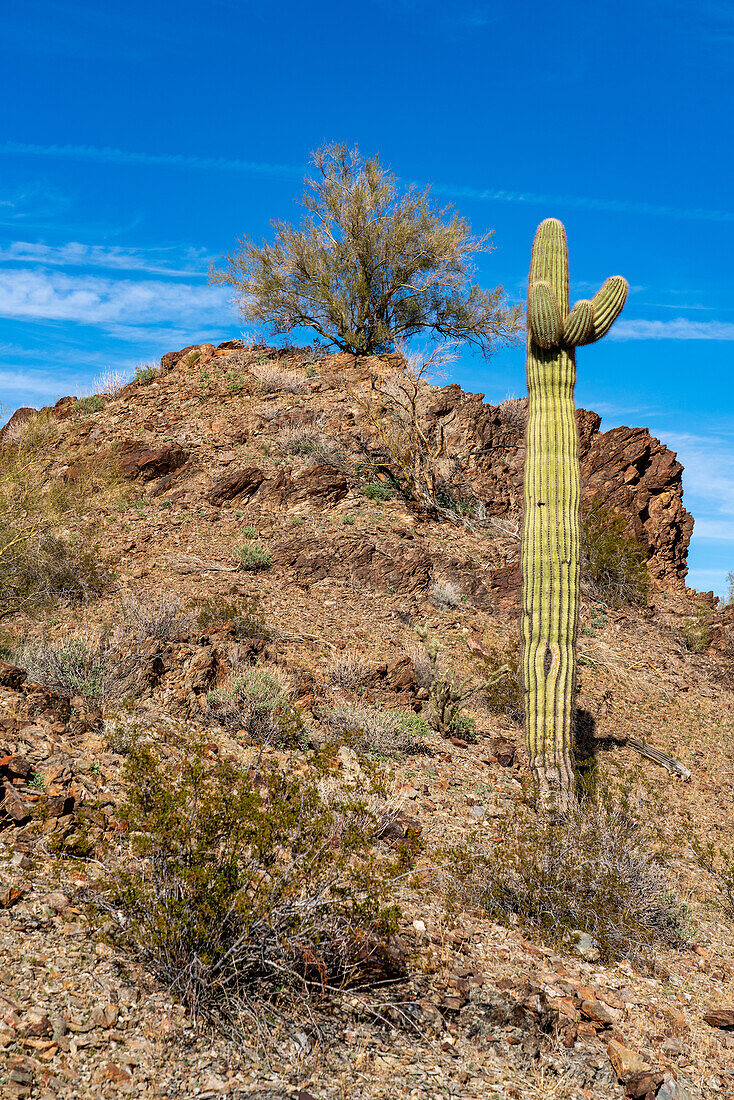 Saguaro-Kaktus mit Kreosot-Büschen und Palo-Verde-Bäumen in der Sonoran-Wüste bei Quartzsite, Arizona