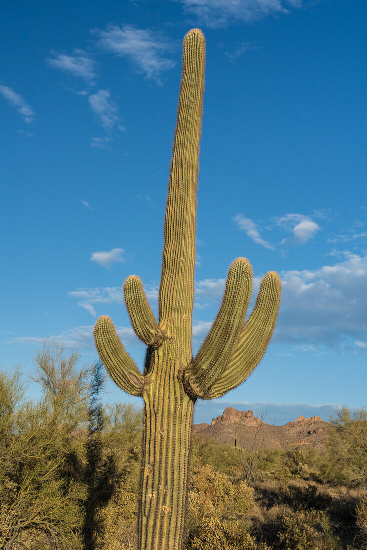 Saguaro cactus in Lost Dutchman State Park, Apache Junction, Arizona.
