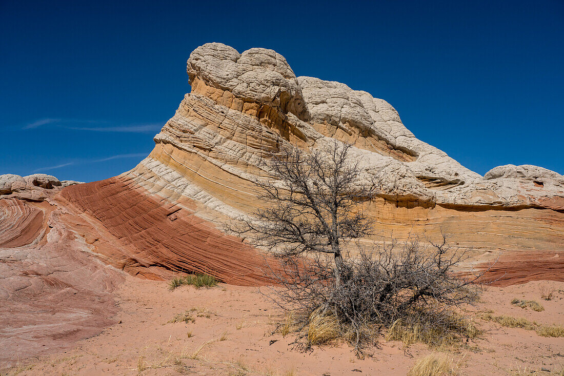 Lollipop Rock, eine Sandsteinformation in der White Pocket Recreation Area, Vermilion Cliffs National Monument, Arizona