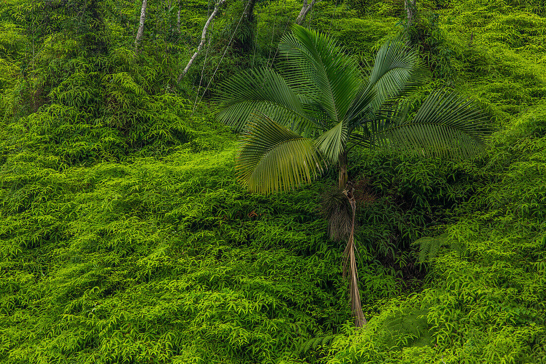 A palm tree surrounded by ferns in the mountains near Constanza in the Dominican Republic.