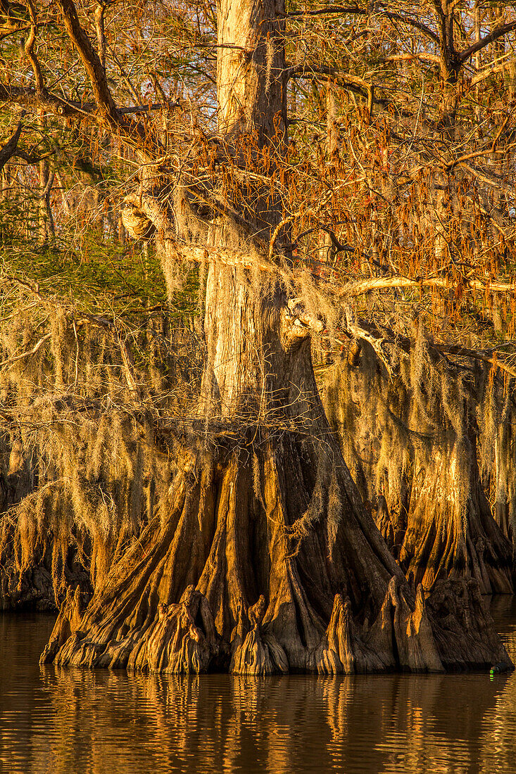 Alte, mit spanischem Moos bewachsene Sumpfzypressen im Dauterive-See im Atchafalaya-Becken oder -Sumpf in Louisiana