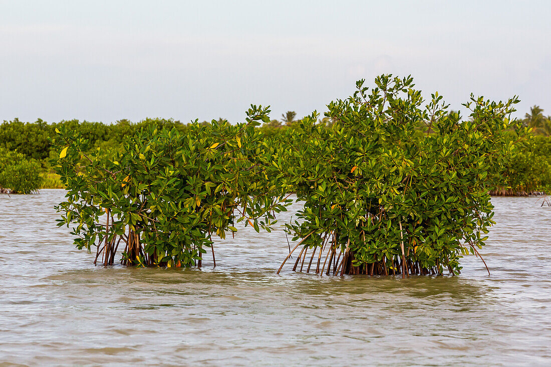 Red Mangroves growing in the saline Lake Oviedo in Jaragua National Park in the Dominican Republic.