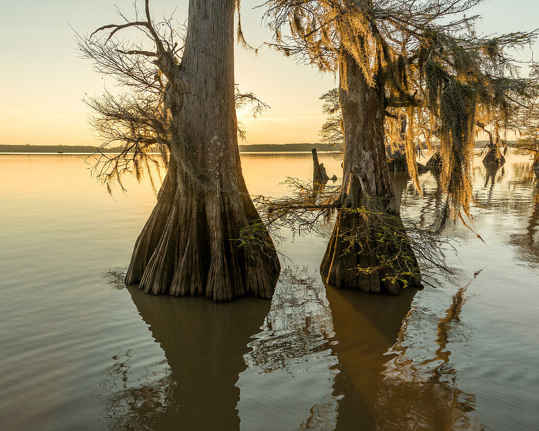 Alte, mit spanischem Moos bewachsene Sumpfzypressen im Dauterive-See im Atchafalaya-Becken oder -Sumpf in Louisiana