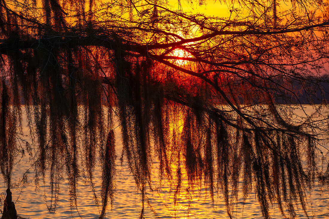 Sonnenuntergang durch spanisches Moos auf einer uralten Sumpfzypresse im Dauterive-See im Atchafalaya-Becken in Louisiana