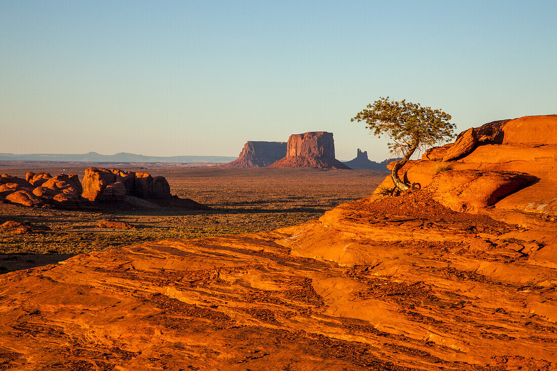 Ein Pinyon-Baum, der aus dem Sandstein im Mystery Valley im Monument Valley Navajo Tribal Park in Arizona wächst. Die Monumente von Utah liegen dahinter