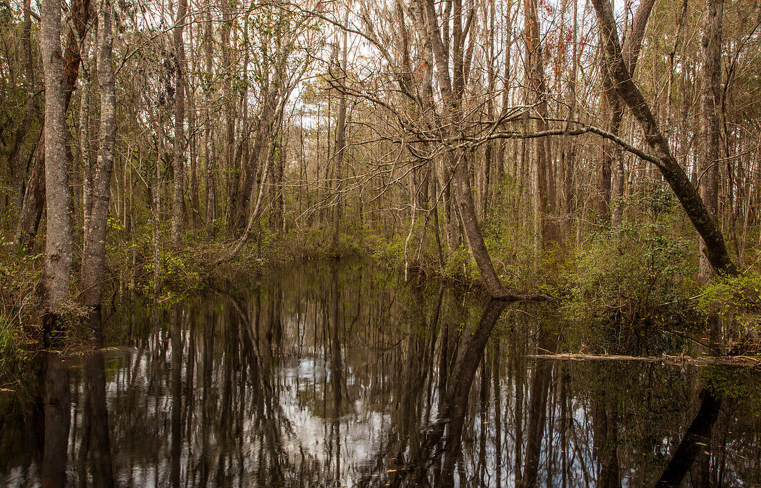 A forest of Water Tupelo Trees, Nyssa aquatica, in a swamp in the Panhandle of northern Florida.