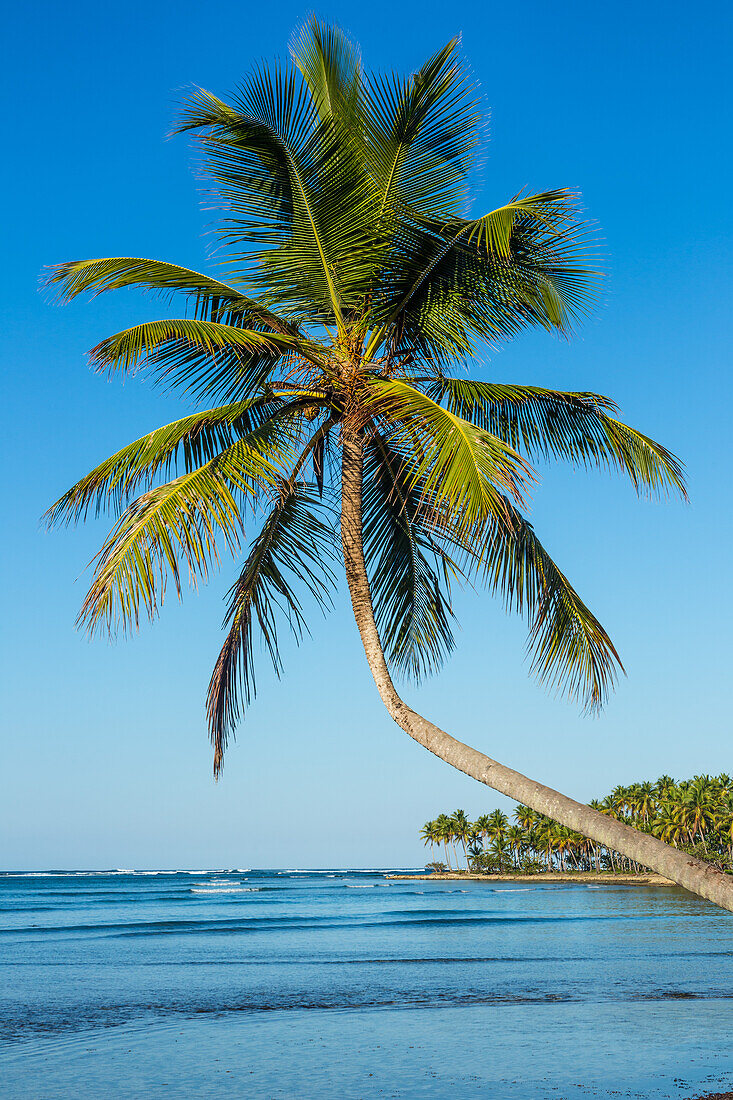 Eine gebogene Kokospalme über dem Strand von Bahia de Las Galeras auf der Halbinsel Samana, Dominikanische Republik