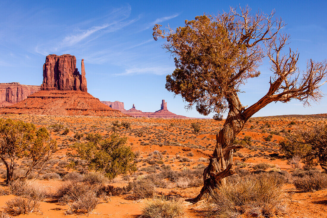 A Utah juniper tree in front of the West Mitten in the Monument Valley Navajo Tribal Park in Arizona.