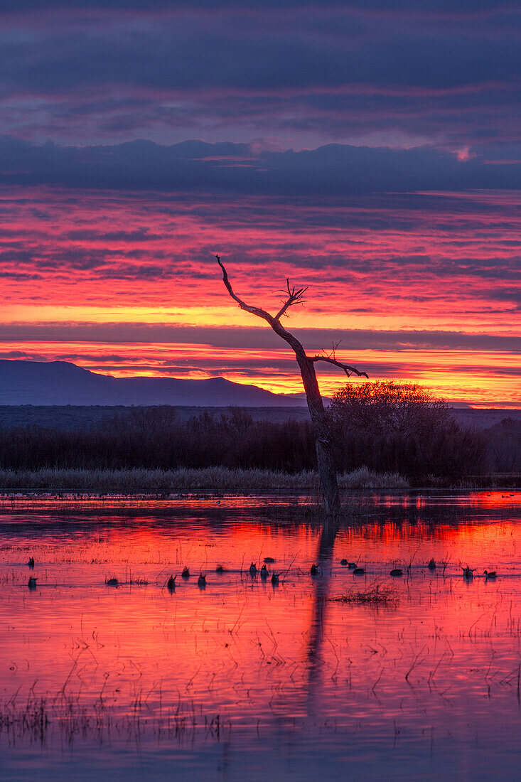 Dabbling ducks feeding in a pond before sunrise at Bosque del Apache National Wildlife Refuge in New Mexico.