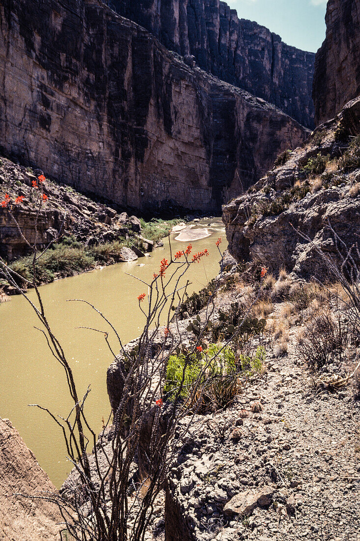 Der Rio Grande River am Ausgang des Santa Elena Canyon im BIg Bend National Park. Eine Ocotillo steht im Vordergrund