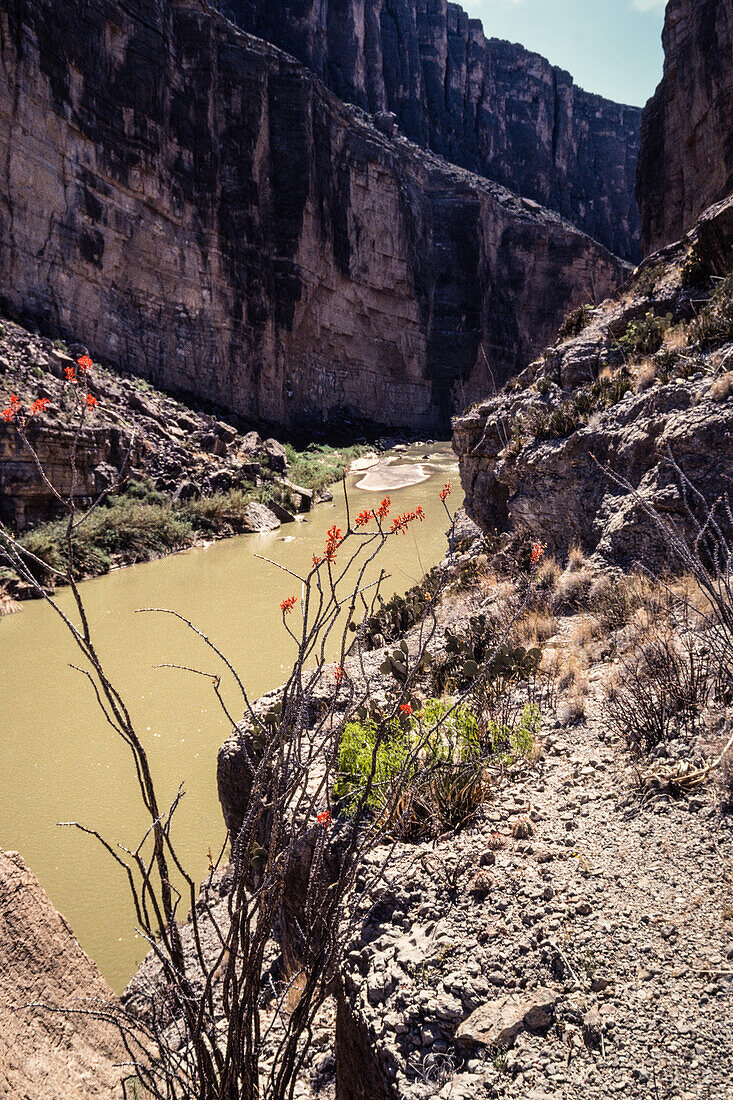 The Rio Grande River as it exits Santa Elena Canyon in BIg Bend National Park. An ocotillo is in the forground.