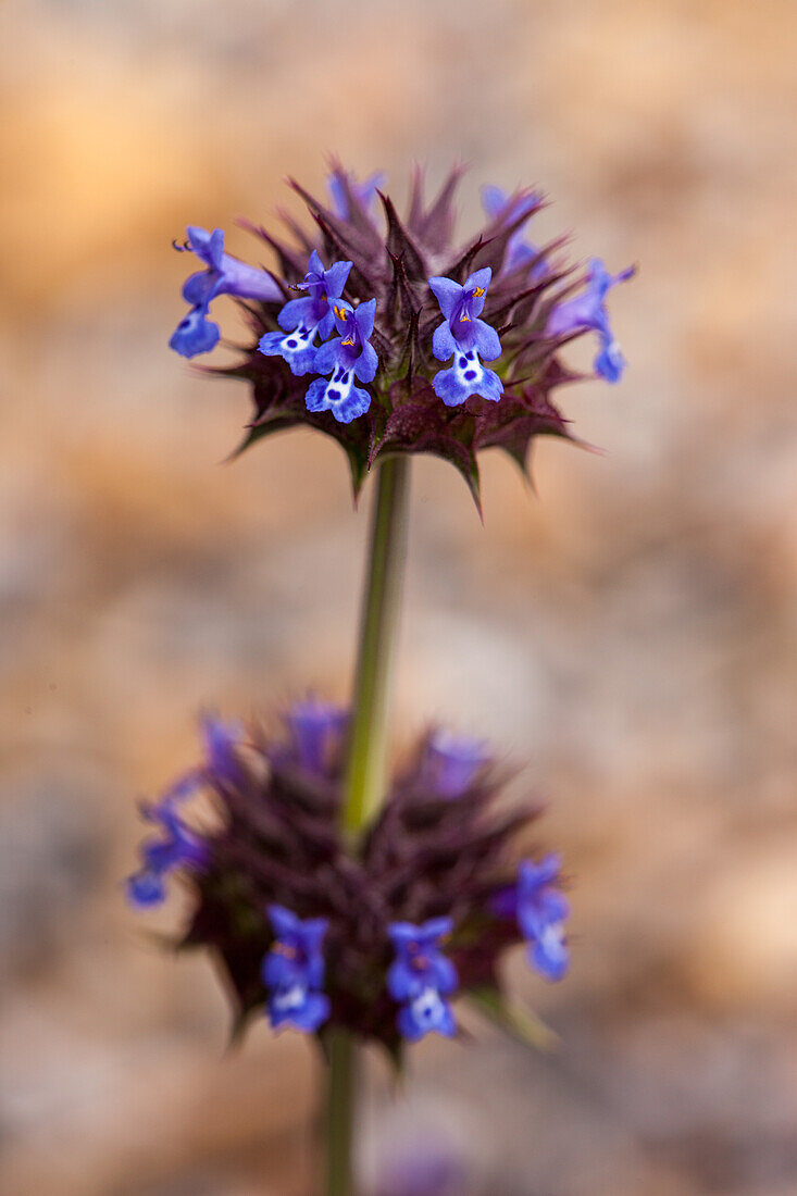 Wüstenchia, Salvia columbariae, blüht im Frühling in der Mojave-Wüste im Death Valley National Park, Kalifornien