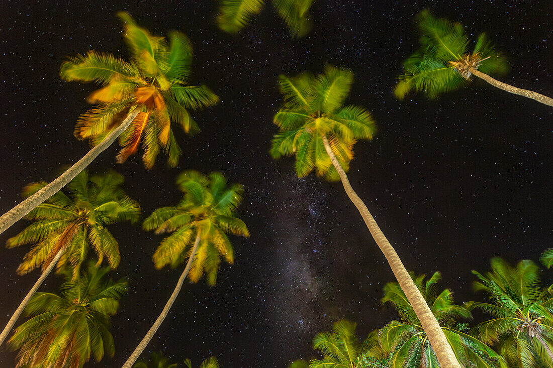 The Milky Way and palm trees at night, Dominican Republic.. The palms are lit with artificial lights.