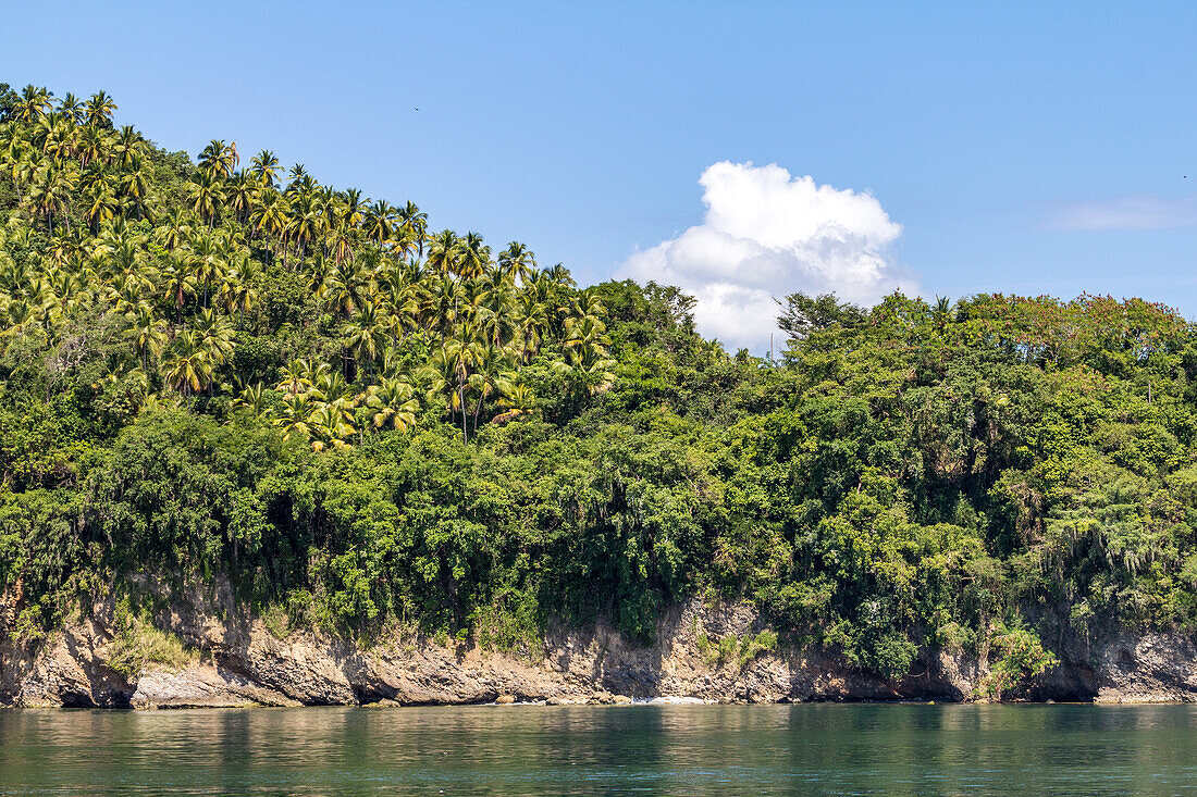 Limestone cliffs & palm groves on the shore of the Bay of Samana in the Dominican Republic.