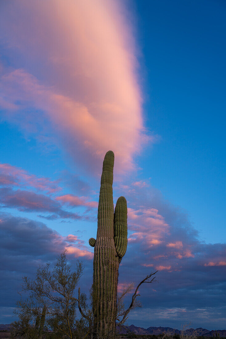 A saguaro cactus and pastel sunset clouds in the Sonoran Desert near Quartzsite, Arizona.