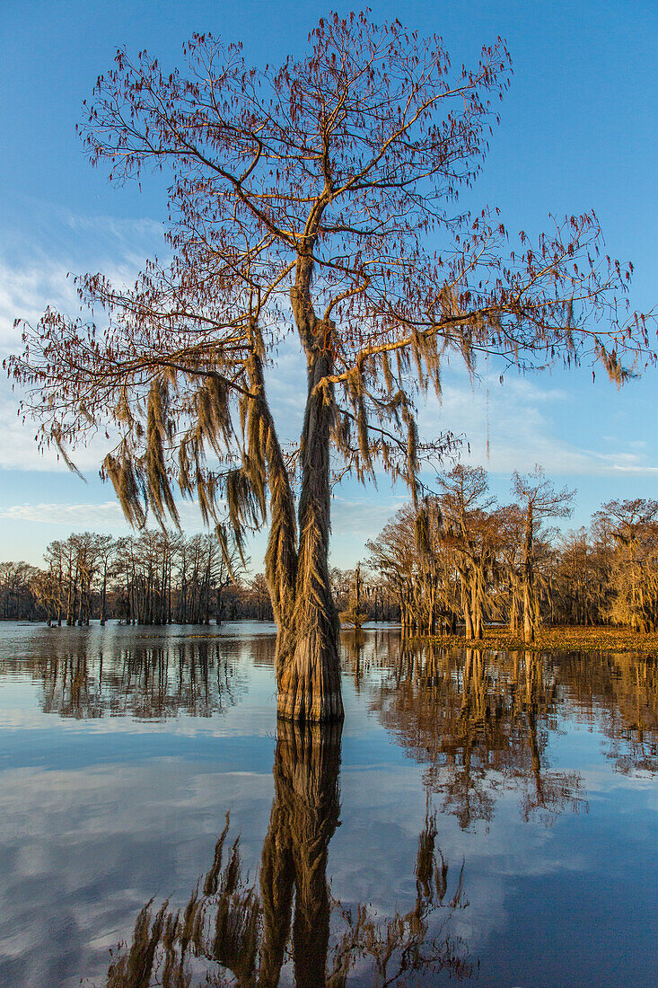 A bald cypress tree draped with Spanish moss reflected in a lake in the Atchafalaya Basin in Louisiana.