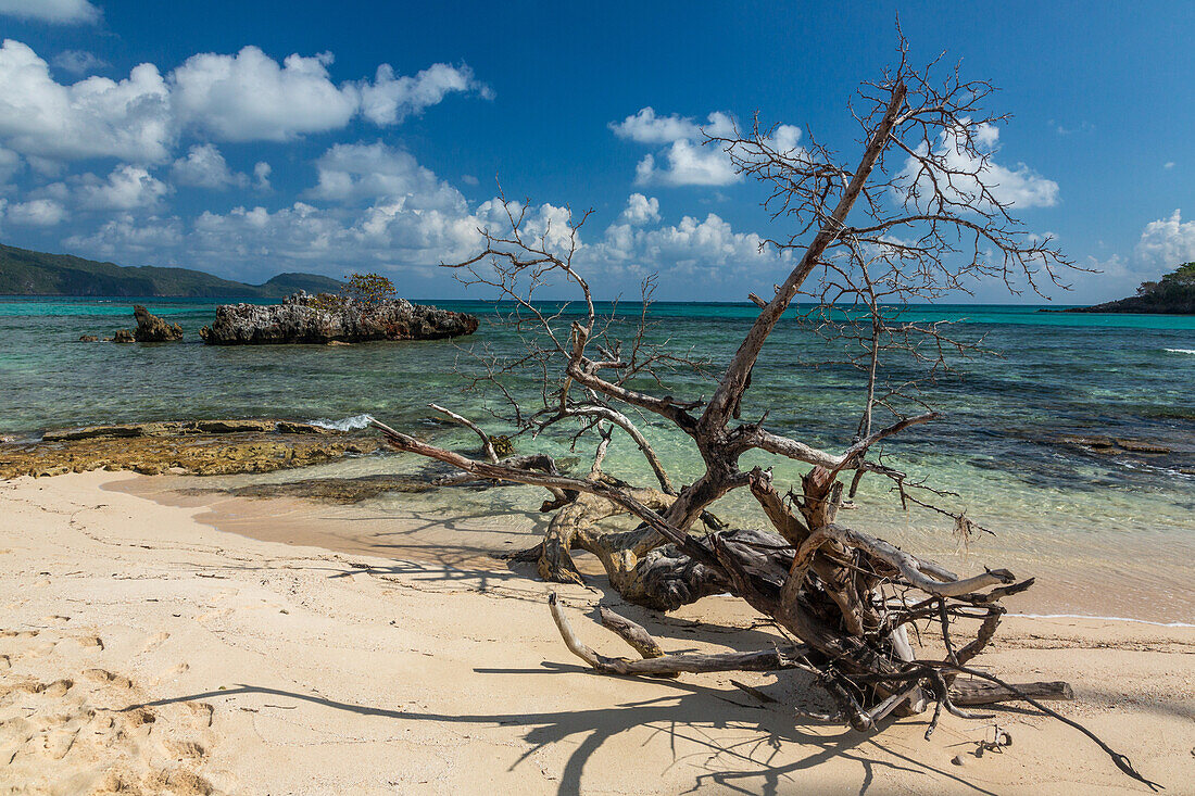 Ein abgestorbener Baum am Strand von Rincon mit einer Kalksteininsel und einem Seetraubenbaum dahinter. Dominikanische Republik
