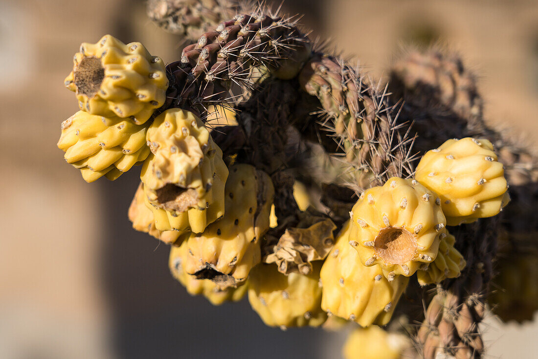 Gelbe Früchte der Buckhorn Cholla, Cylindropuntia acanthocarpa, heimisch in New Mexico, Arizona und Sonora & Chihuahua, Mexiko