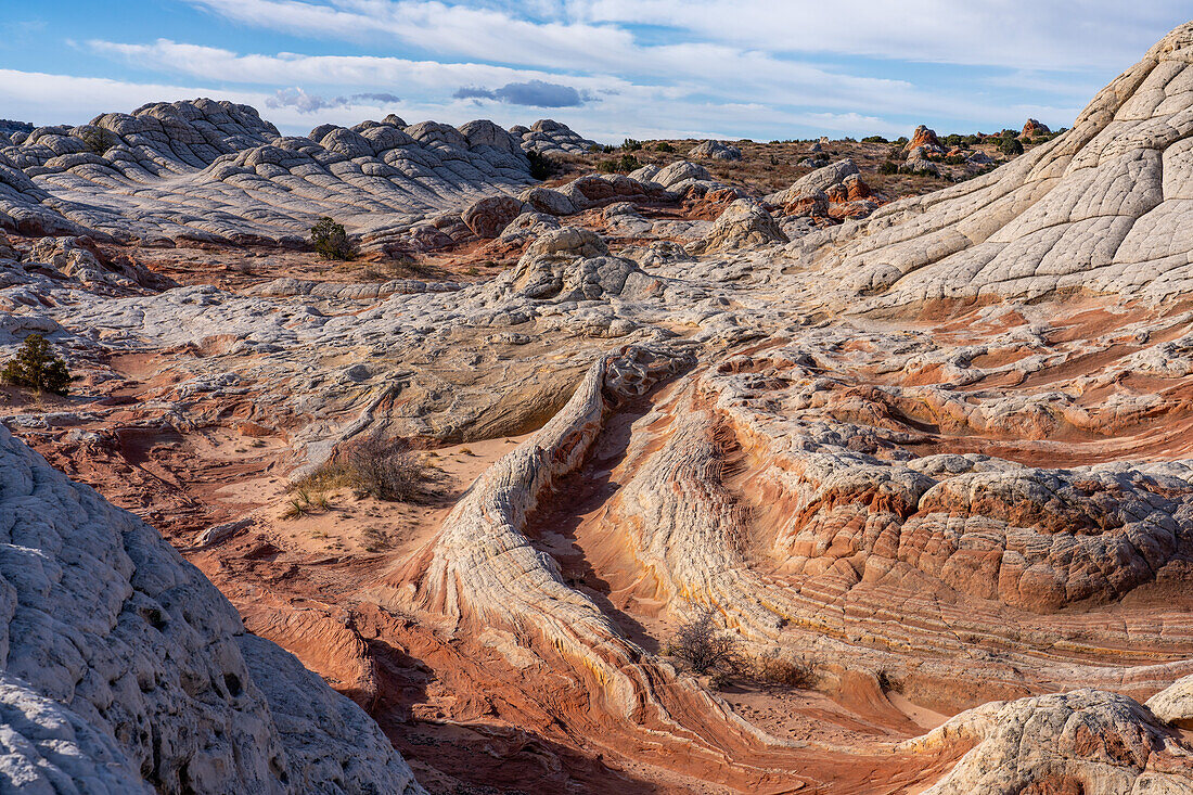 Eroded white pillow rock or brain rock sandstone in the White Pocket Recreation Area, Vermilion Cliffs National Monument, Arizona. Both the red and white are Navajo sandstone but the red has more iron oxide in it.