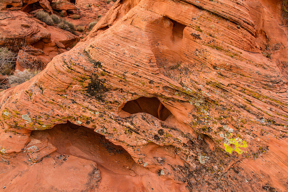 Farbenfrohe Krustenflechten auf dem erodierten Azteken-Sandstein im Valley of Fire State Park in Nevada