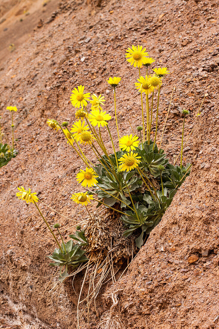 Panamint Daisy, Enceliopsis covillei, blüht im Frühjahr im DeathValley N.P., Kalifornien. Sie kommt nur an den felsigen Hängen der westlichen Himmelsinsel der Panamint Range, westlich des Death Valley, vor.