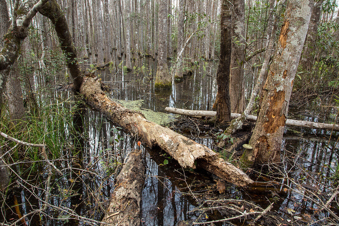 Ein umgestürzter Baumstamm in einem Wald aus Wasser-Tupelo-Bäumen, Nyssa aquatica, in einem Sumpfgebiet im Panhandle von Nordflorida