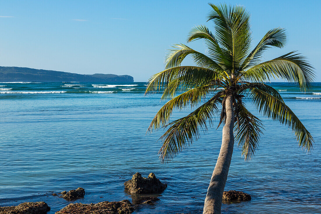 A curved coconut palm over the beach at Bahia de Las Galeras on the Samana Peninsula, Dominican Republic.