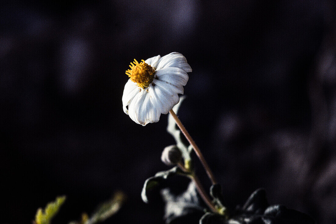 A Blackfoot Daisy, Melampodium leucanthum, in bloom in Big Bend National Park in West Texas.