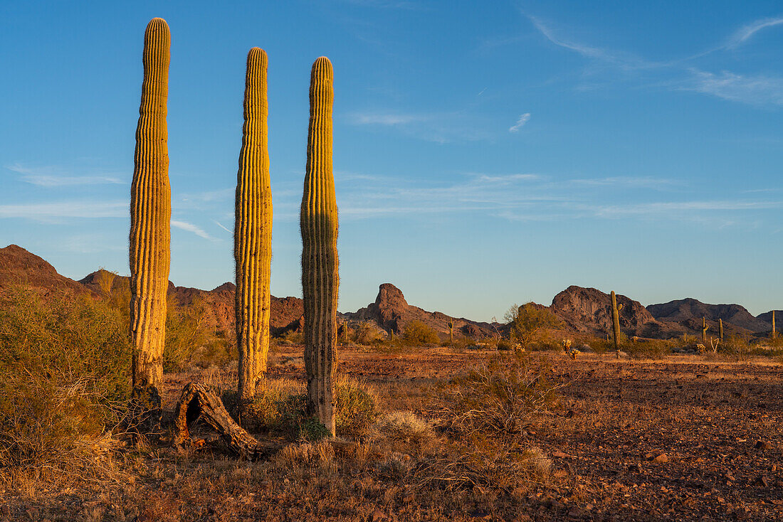 Saguaro cacti, Carnegiea gigantea, in front of the Plomosa Mountains in the Sonoran Desert near Quartzsite, Arizona.