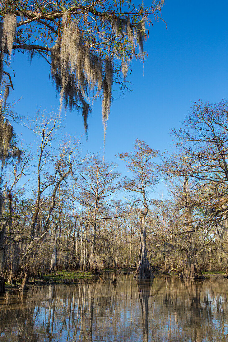 Old-growth bald cypress trees in Lake Dauterive draped with Spanish moss in the Atchafalaya Basin or Swamp in Louisiana.