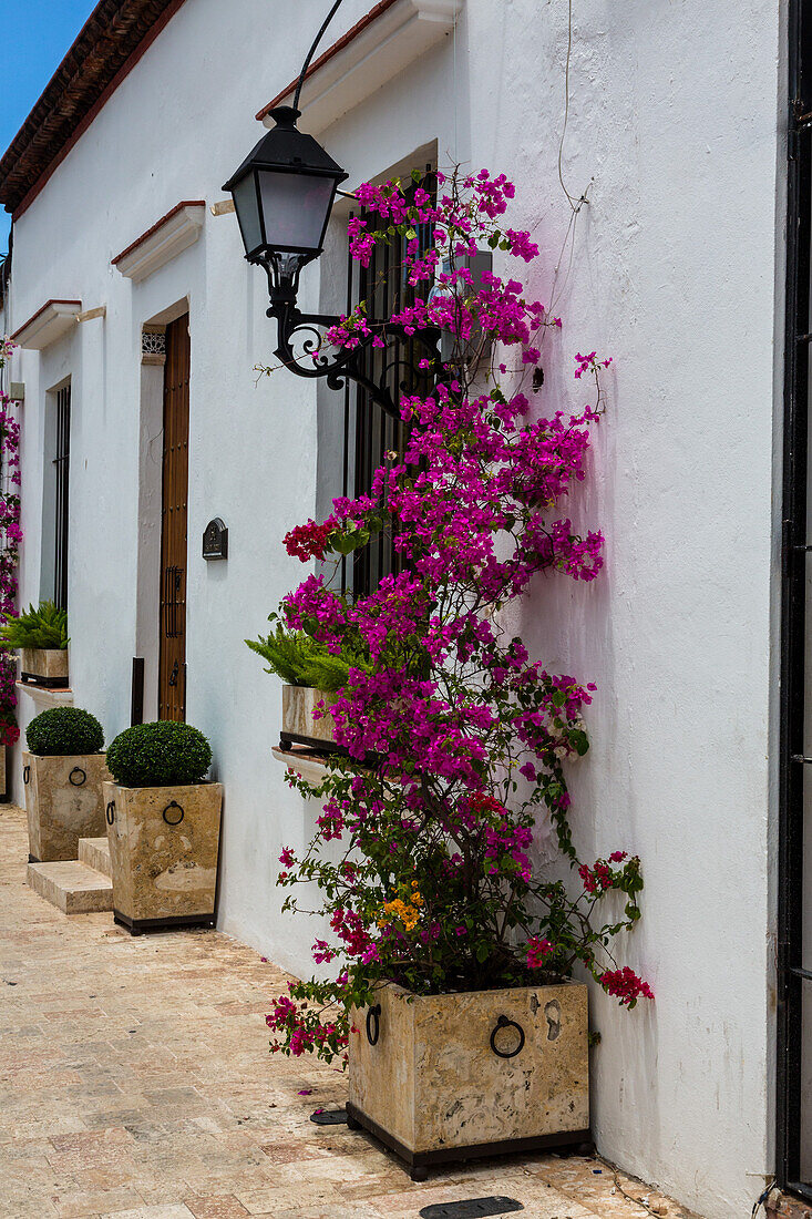 Bougainvillea flowers in a planter in the old Colonial City of Santo Domingo. A UNESCO World Heritage Site in the Dominican Republic.