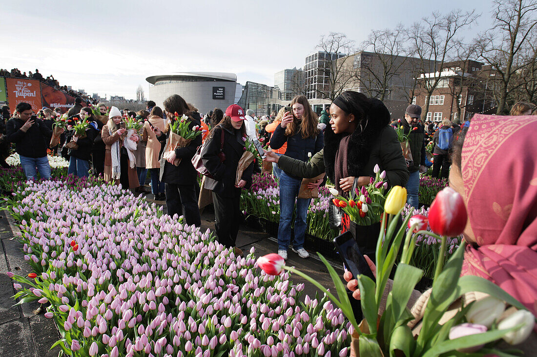 Tausende von Menschen pflückten am 20. Januar 2024 in Amsterdam, Niederlande, während des nationalen Tulpentages auf dem Museumsplatz in der Nähe des Van-Gogh-Museums kostenlos Tulpen. Heute ist der offizielle Beginn der Tulpensaison mit einem speziellen Tulpengarten, in dem die Menschen kostenlos Tulpen pflücken können. In diesem Jahr wird der 12. Jahrestag des von den niederländischen Tulpenzüchtern organisierten Pflückgartens besonders gefeiert. Der Amsterdamer Museumsplatz ist mit rund 200 000 Tulpen gefüllt. Diese Tulpen werden speziell zu einem riesigen temporären Garten arrangiert. Rund