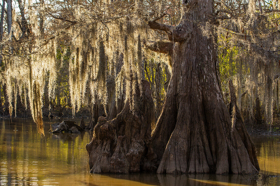 Spanish moss on old-growth bald cypress trees at sunset in Lake Dauterive in the Atchafalaya Basin in Louisiana.