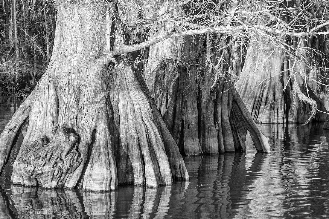 Old-growth bald cypress tree trunks in Lake Dauterive in the Atchafalaya Basin or Swamp in Louisiana.